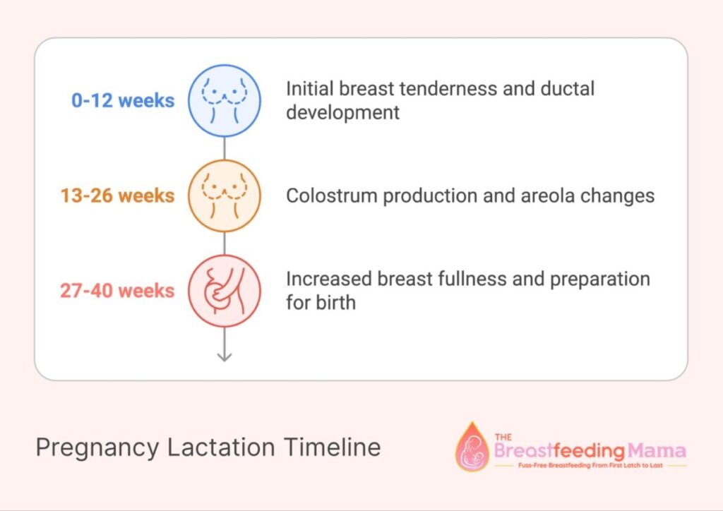 When Do Pregnant Women Start Lactating Early Signs And What To Expect